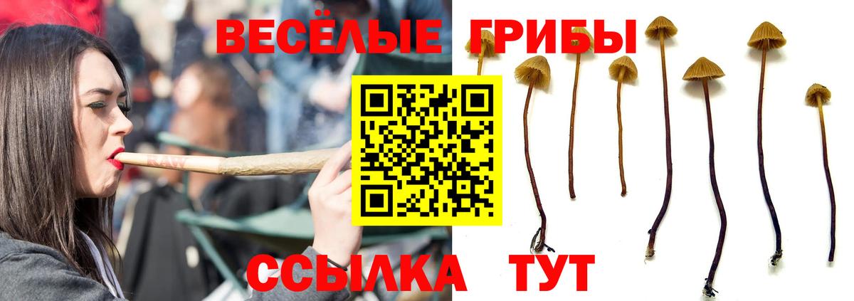 купить наркотик  Вход с VPN  Нарткала  Псилоцибиновые грибы Cubensis 